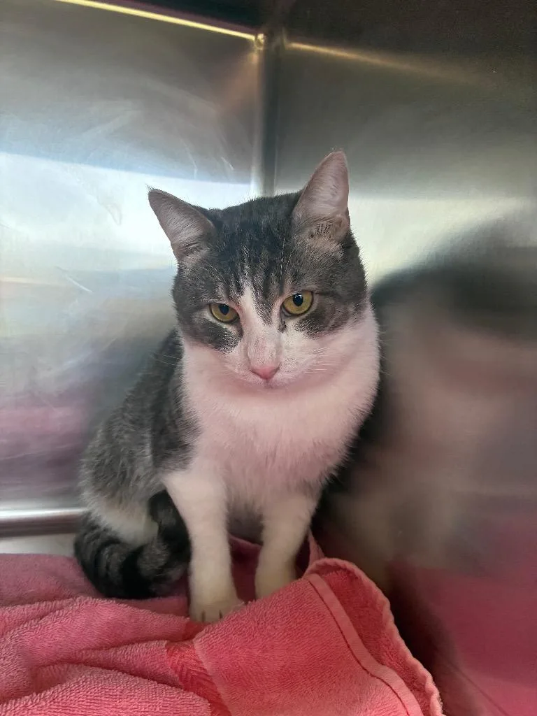 An adult medium-sized male Domestic Short Hair cat named Tofu for adoption in Lima, OH