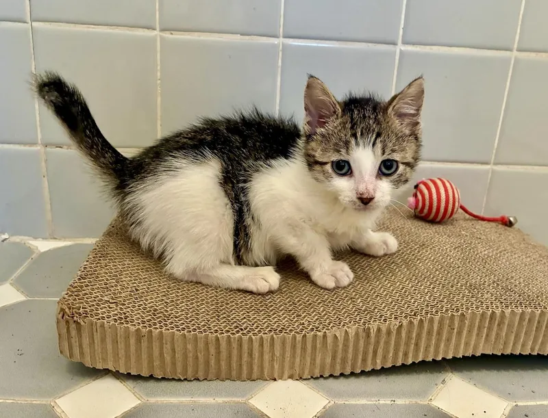 A baby medium-sized male Brown / Chocolate Tabby cat named Alrik for adoption in River Edge, NJ