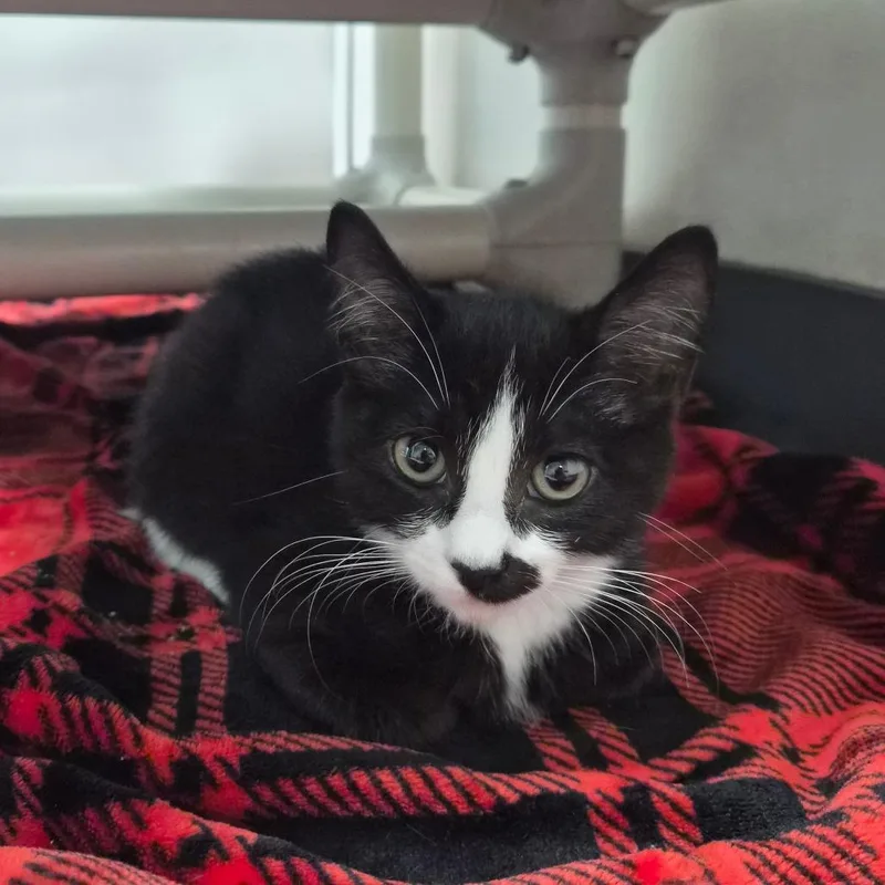 A baby small-sized female Black Domestic Short Hair cat named Pistachio Mustachio for adoption in Middleburg, FL