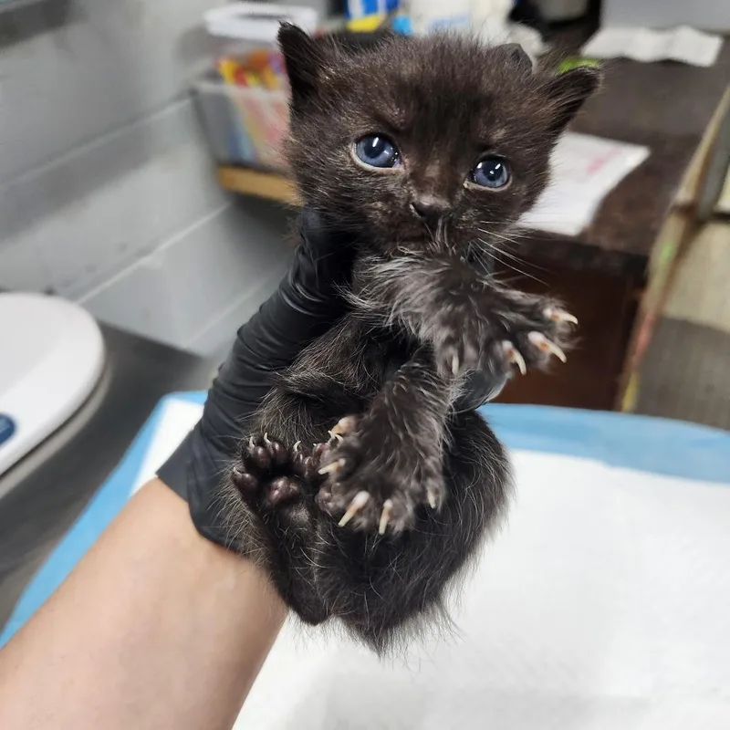 A baby small-sized male Black Domestic Short Hair cat named Birch for adoption in Summerville, SC