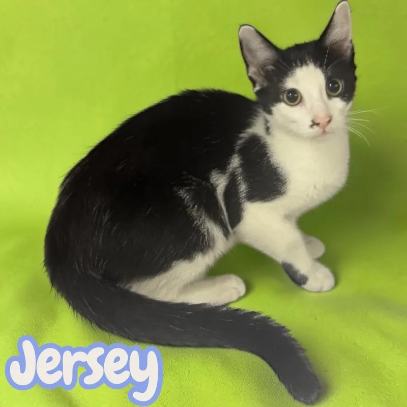 A baby medium-sized male Domestic Short Hair cat named Jersey for adoption in Sorrento, LA
