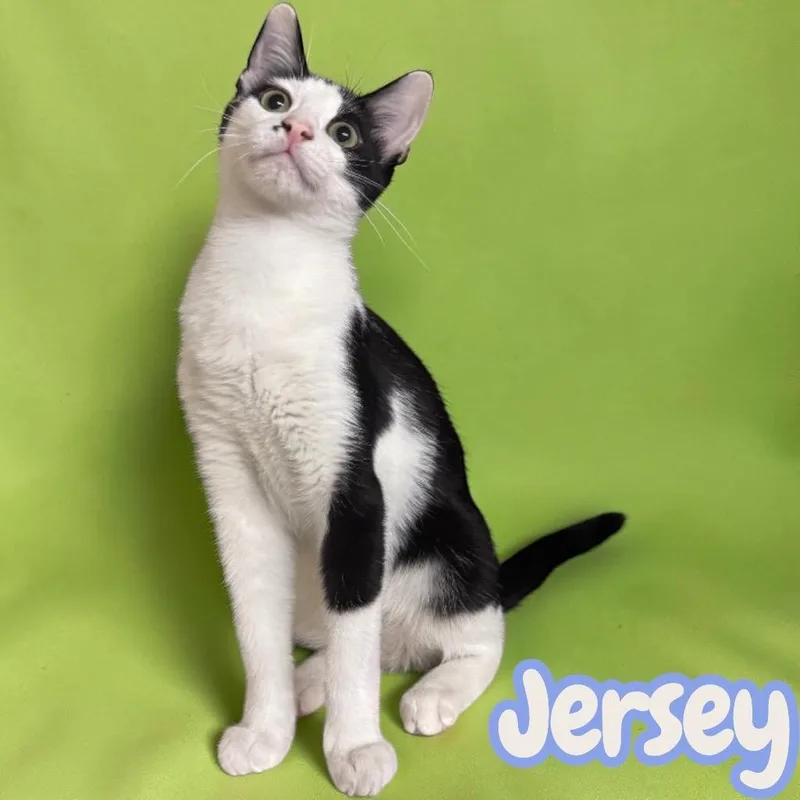 Jersey thumbnail 2