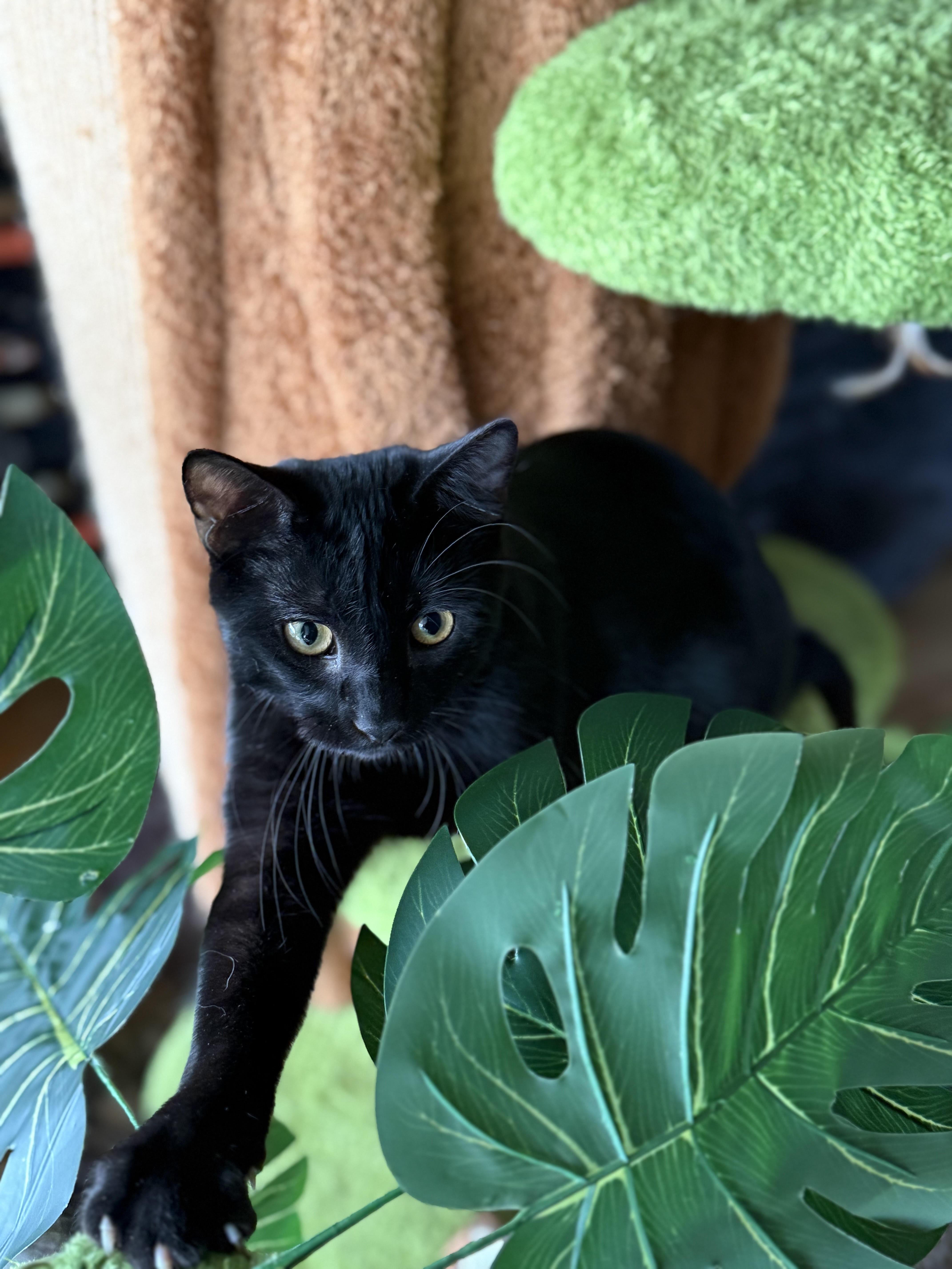 An adult large-sized male Black Domestic Short Hair cat named Sig for adoption in Joliet, IL