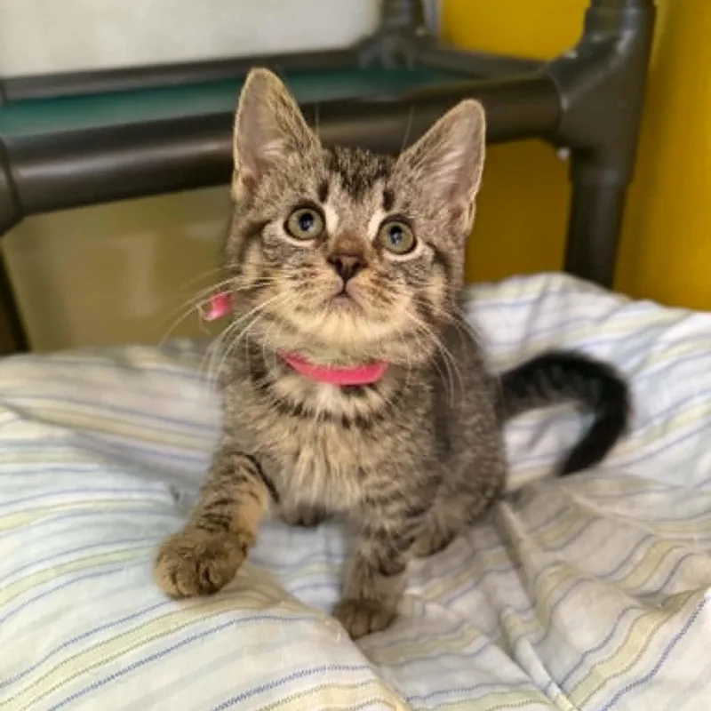 A baby medium-sized female Tabby (Brown / Chocolate) Domestic Short Hair cat named Supernova for adoption in Penn Yan, NY