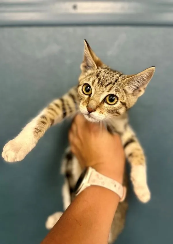 A baby small-sized male Domestic Short Hair cat named Charlie for adoption in Victorville, CA