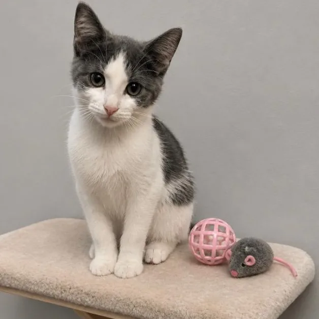 A baby small-sized female Gray & White Domestic Short Hair cat named Ivy for adoption in Andover, MN
