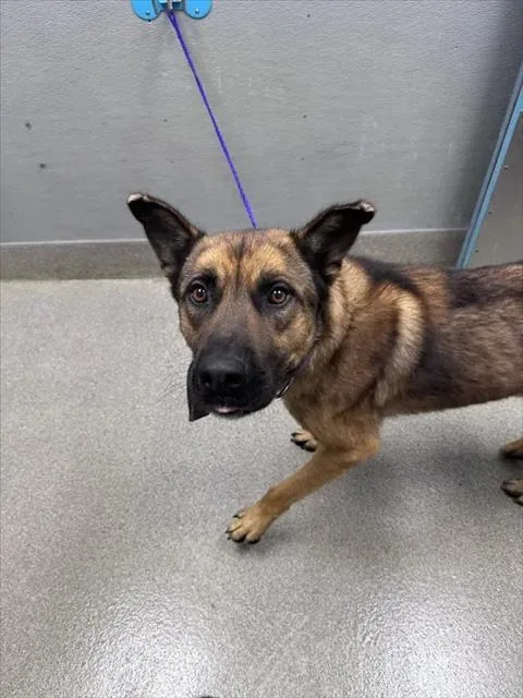 An adult large-sized male German Shepherd Dog dog named Talespin for adoption in Las Vegas, NV