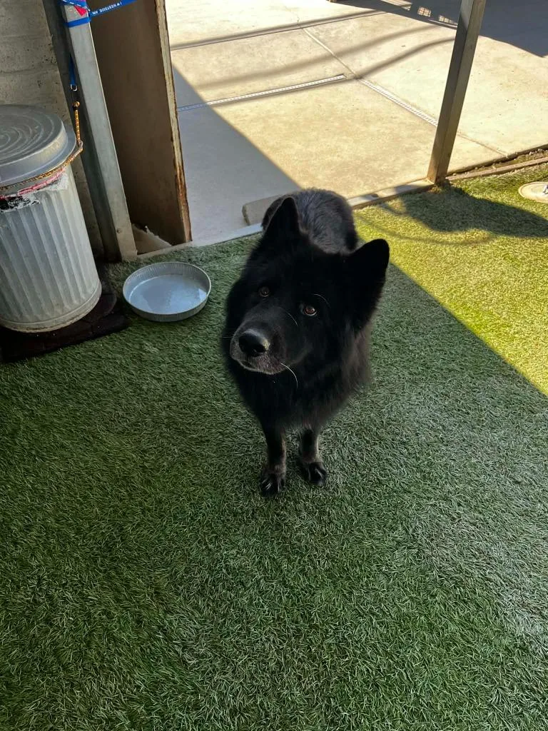 A young large-sized male German Shepherd Dog dog named Sammy for adoption in Newman, CA