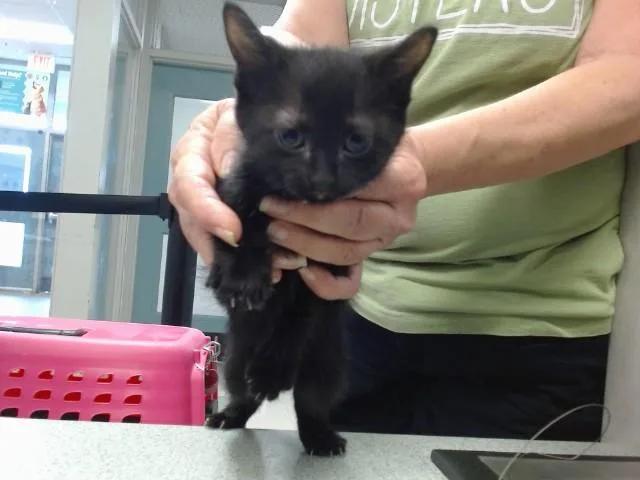 A baby small-sized female Domestic Short Hair cat named Princess for adoption in Oklahoma City, OK