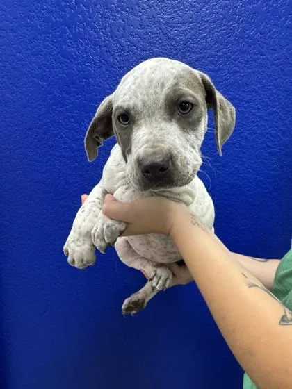 A baby large-sized male Weimaraner dog named Sundance for adoption in Morton Grove, IL