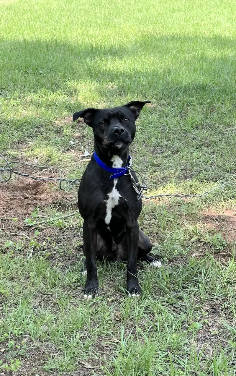 A young medium-sized male Black Labrador Retriever dog named Ollie for adoption in Plano, TX