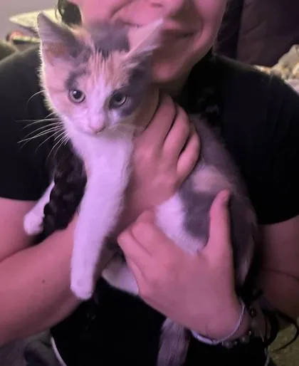 A baby small-sized female Domestic Medium Hair cat named Lilly for adoption in Hobart, IN