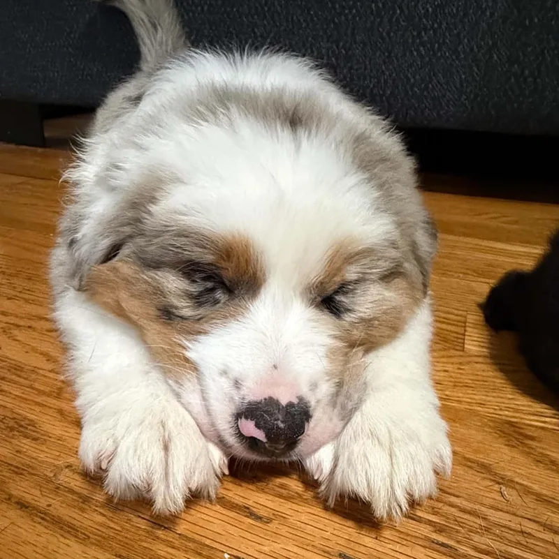 A baby large-sized male Tricolor (Brown, Black, & White) Australian Shepherd dog named Buster for adoption in Shelbyville, KY