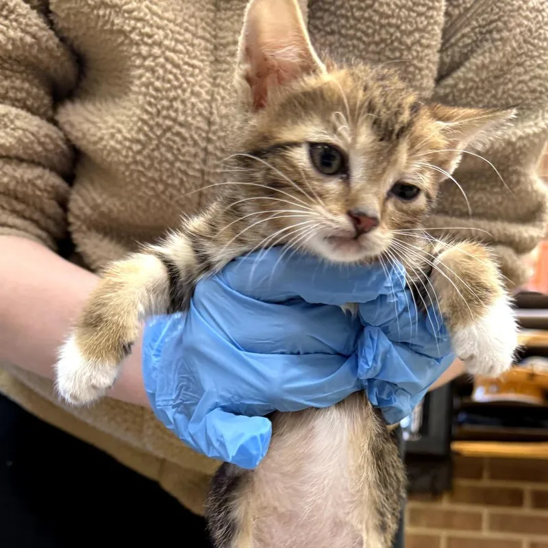 A baby small-sized female Brown / Chocolate Domestic Short Hair cat named Judy for adoption in Birmingham, AL