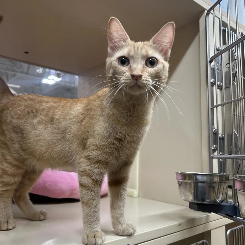 A young small-sized female Orange / Red Domestic Medium Hair cat named California for adoption in Hemet, CA