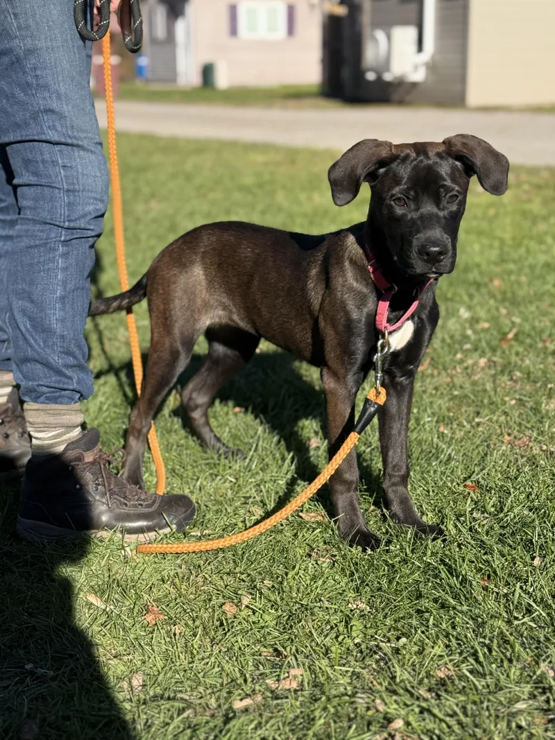 A young medium-sized female Bicolor Black Labrador Retriever dog named Raisinet for adoption in Delhi, NY
