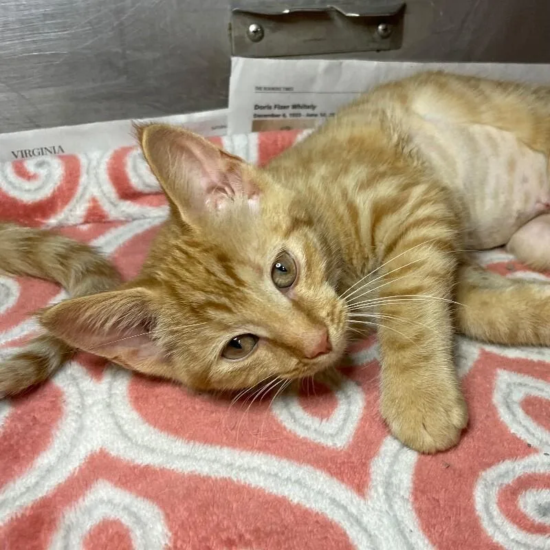A young medium-sized female Domestic Short Hair cat named Sami for adoption in Roanoke, VA