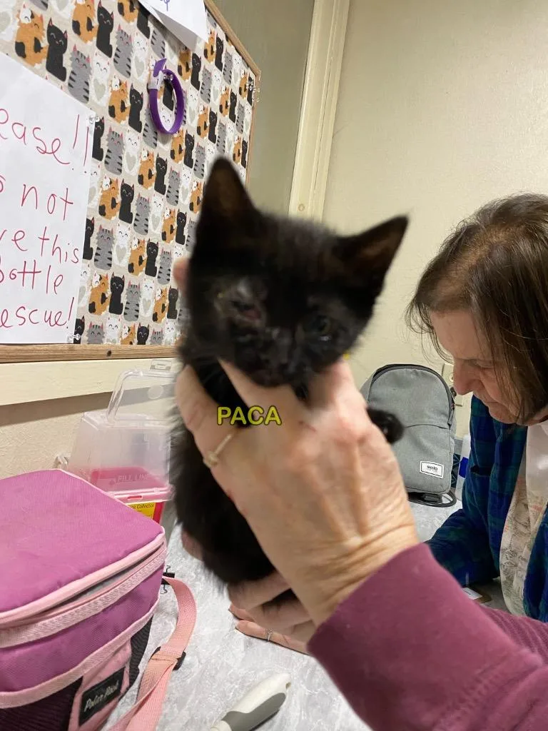 A baby small-sized female Domestic Medium Hair cat named Paca for adoption in Plattsburgh, NY