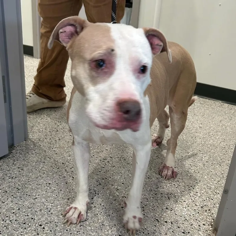 A senior large-sized female Yellow / Tan / Blond / Fawn Pit Bull Terrier dog named Nala for adoption in Carlyle, IL