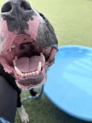 An adult large-sized male American Staffordshire Terrier dog named Butterbean for adoption in Fishers, IN