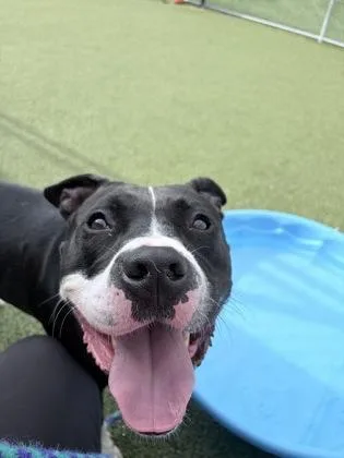 Butterbean thumbnail 3