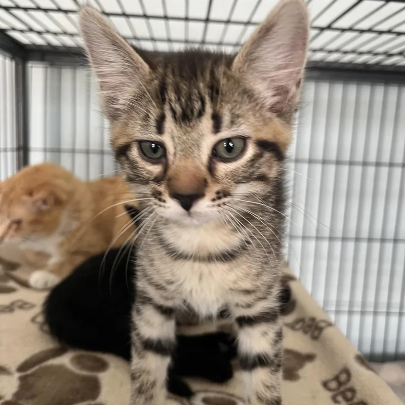 A baby small-sized male Brown / Chocolate Domestic Short Hair cat named Leon for adoption in Fort Smith, AR