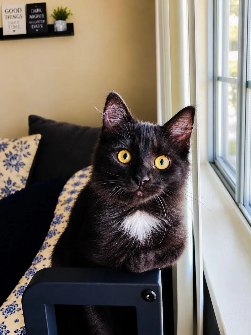 Sybil
