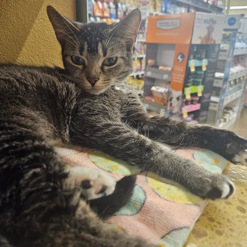 An adult medium-sized female Brown / Chocolate Domestic Short Hair cat named Allie for adoption in Hamburg, NY