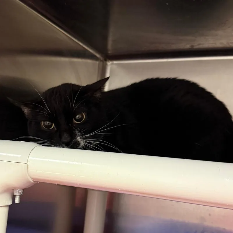 A senior small-sized female Black Domestic Short Hair cat named Moon C for adoption in Elbow Lake, MN