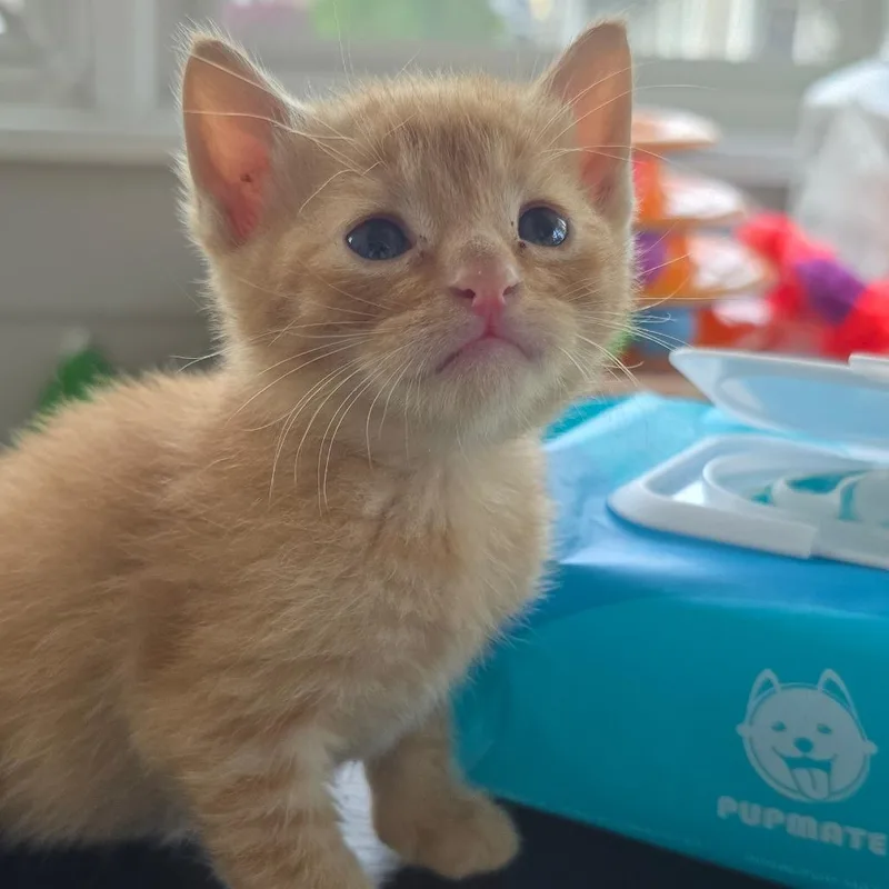 A baby small-sized male Orange / Red Domestic Short Hair cat named Blooplet for adoption in East Hanover, NJ