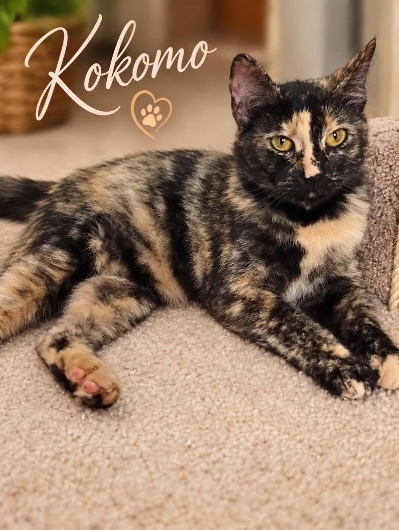 An adult medium-sized female Tortoiseshell cat named KokomoBeach Ready and Looking for adoption in Laurel, MD