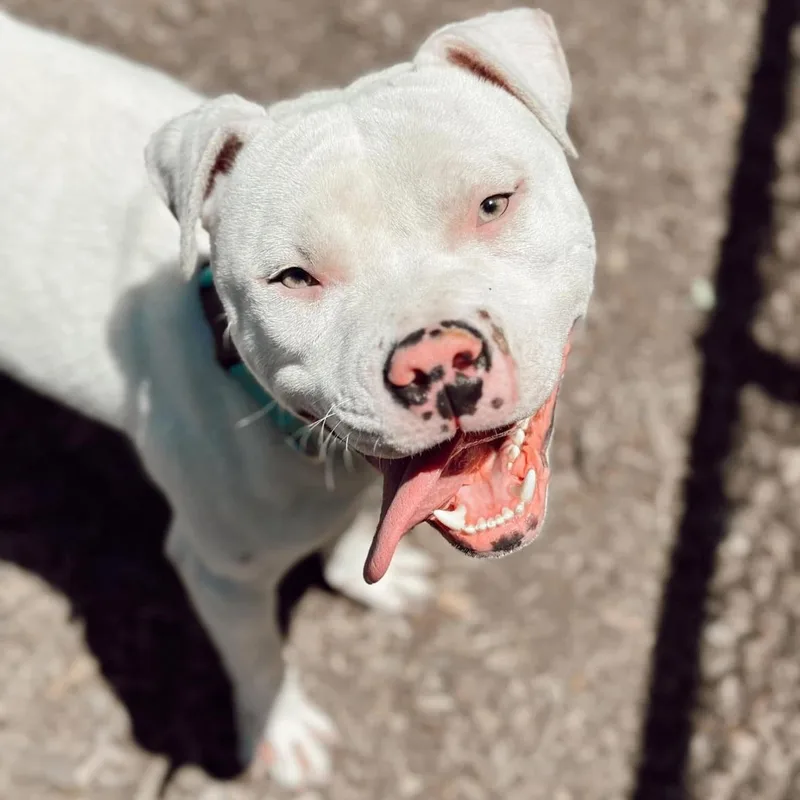 Dumpling thumbnail 2