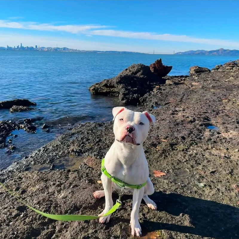 Dumpling thumbnail 4