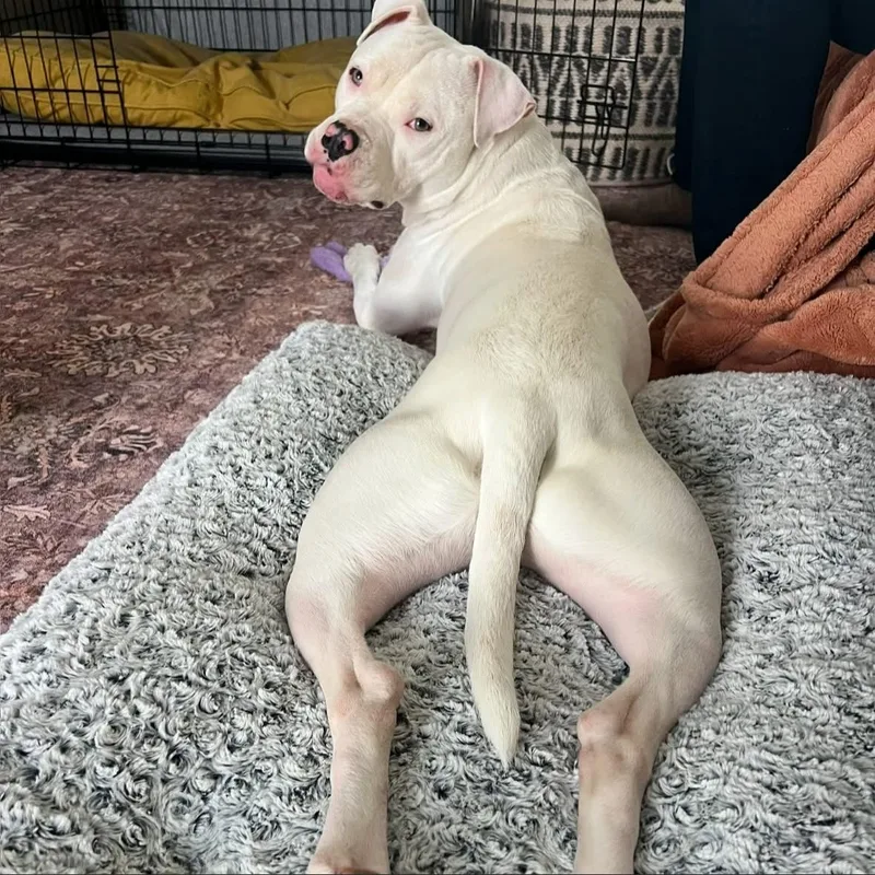 Dumpling thumbnail 5