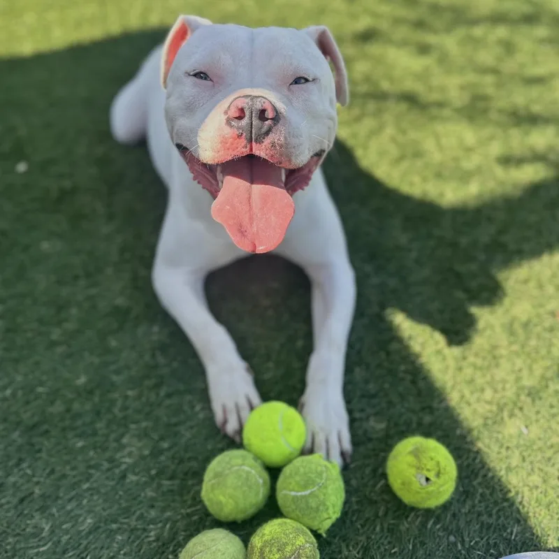 Dumpling thumbnail 6