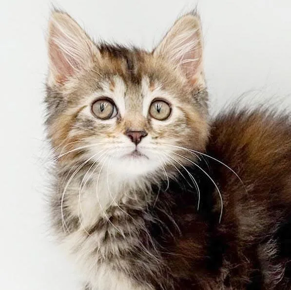 A baby small-sized female Tabby (Brown / Chocolate) Maine Coon cat named Tracy is truly THE for adoption in Bedford Hills, NY
