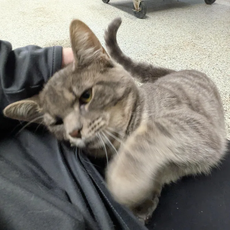 A baby medium-sized female Gray / Blue / Silver Domestic Short Hair cat named Princess Puff for adoption in Mount Pleasant, MI