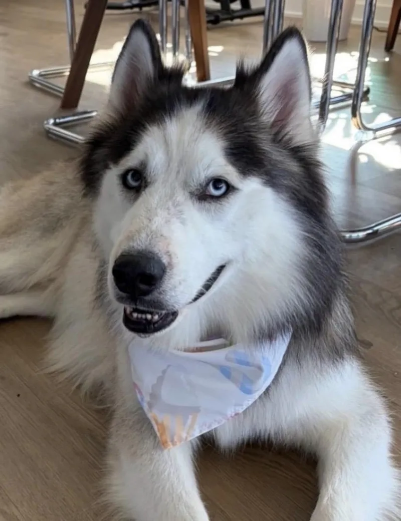 An adult large-sized male Husky dog named Syber for adoption in Philadelphia, PA