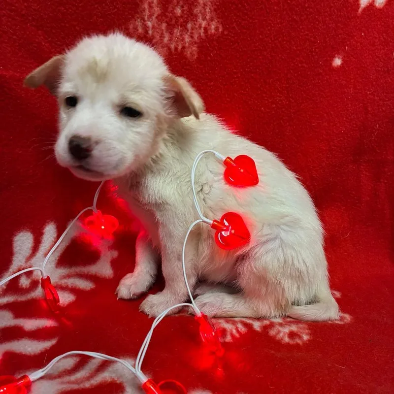 Shrinky Dink thumbnail 2