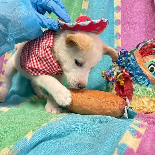 Shrinky Dink thumbnail 3