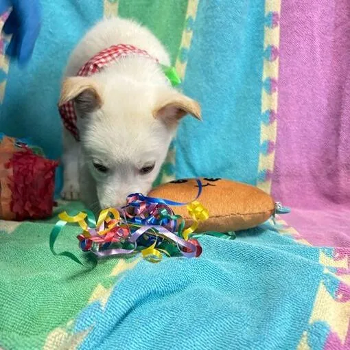 Shrinky Dink thumbnail 4