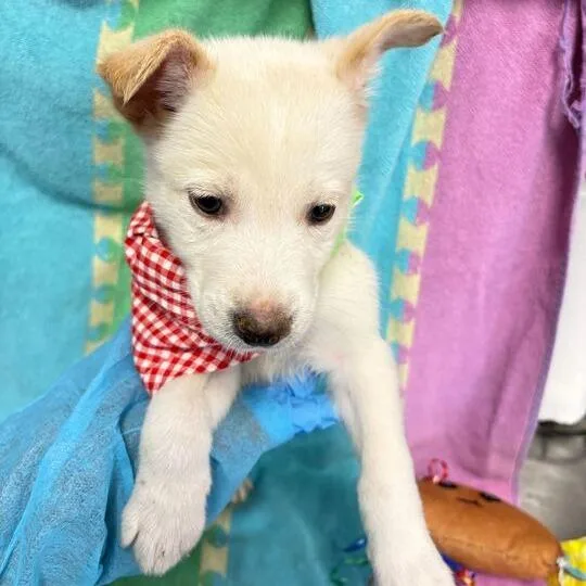 Shrinky Dink thumbnail 5