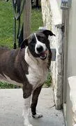 An adult large-sized male Brown / Chocolate Mixed Breed dog named Dudley for adoption in College Station, TX