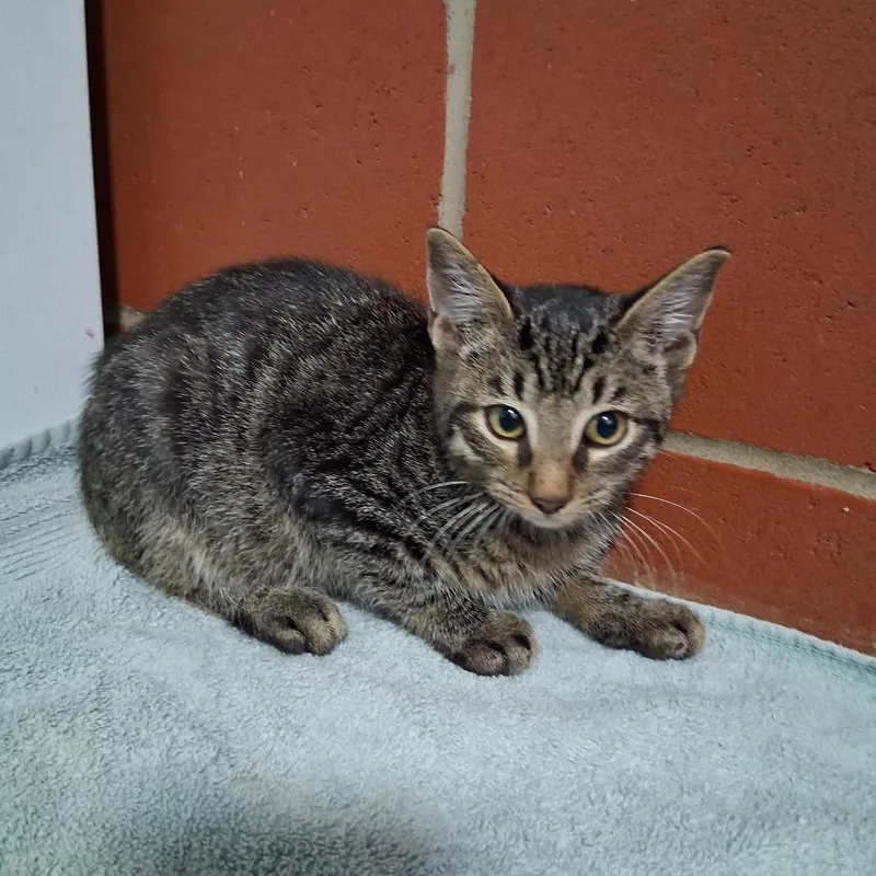 A baby small-sized male Brown / Chocolate Domestic Short Hair cat named Beetlejuice for adoption in Cabot, AR