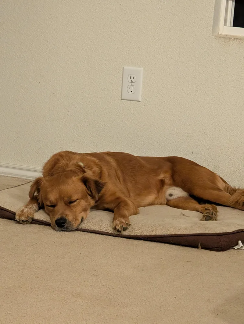 An adult medium-sized male Retriever dog named Scrappy GDP for adoption in Dallas, TX