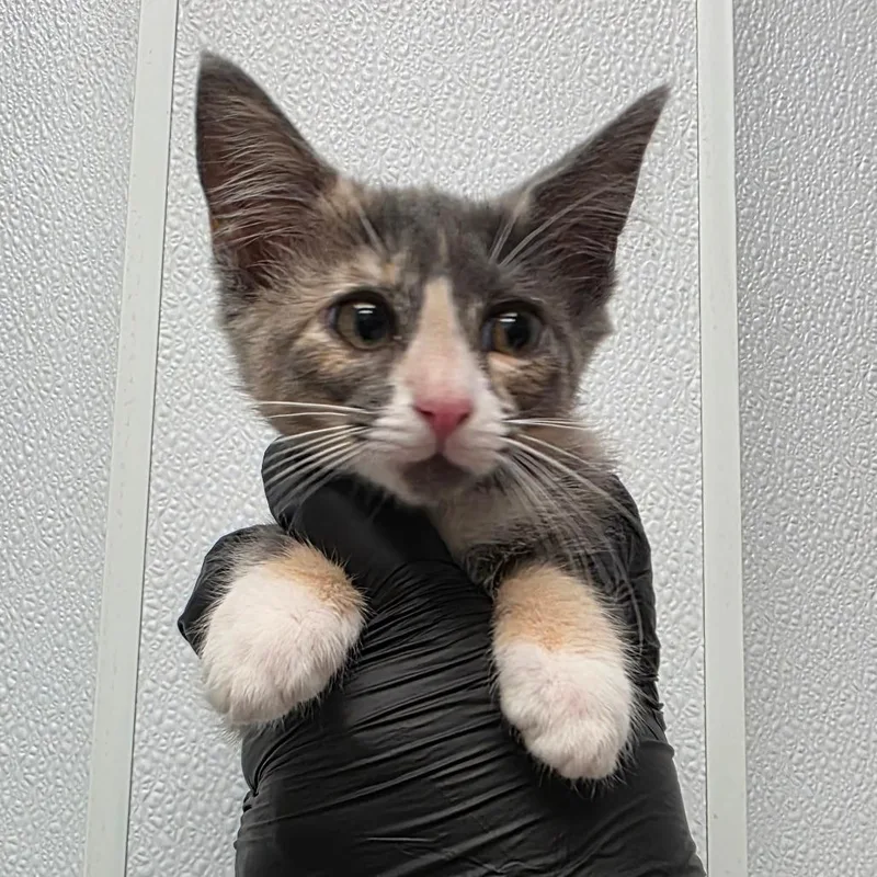 A baby small-sized female Calico Domestic Medium Hair cat named Coconut Cream Pie for adoption in Abilene, TX
