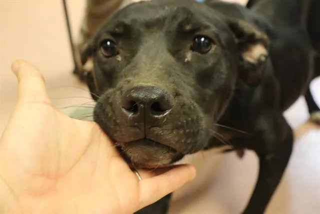 An adult medium-sized female Mixed Breed dog named Momma for adoption in Columbia, SC