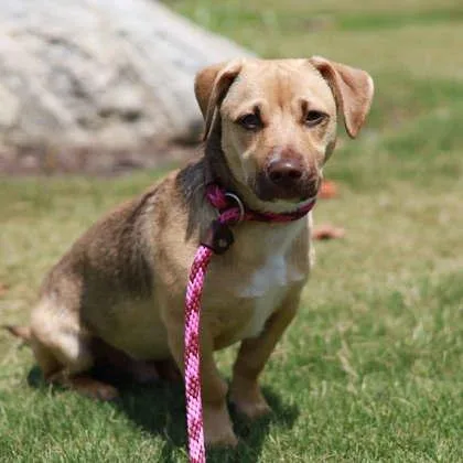A young small-sized male Yellow / Tan / Blond / Fawn Dachshund dog named Dash for adoption in Atlanta, GA