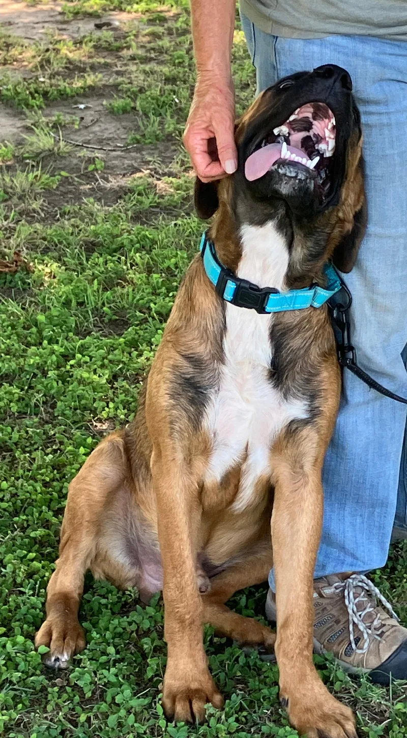 A young large-sized male Brown / Chocolate Bullmastiff dog named ANGUS  Big Goofy for adoption in Stephenville, TX
