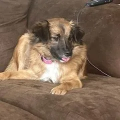 An adult small-sized female Brown / Chocolate Pomeranian dog named Cinnamon for adoption in Potomac, MD